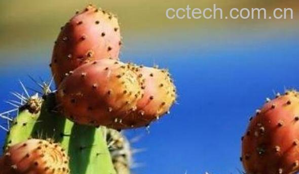 小火龙果叫什么 小火龙果的功效与作用-1