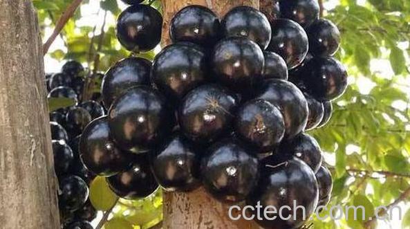 嘉宝果的功效与作用 嘉宝果的禁忌-1