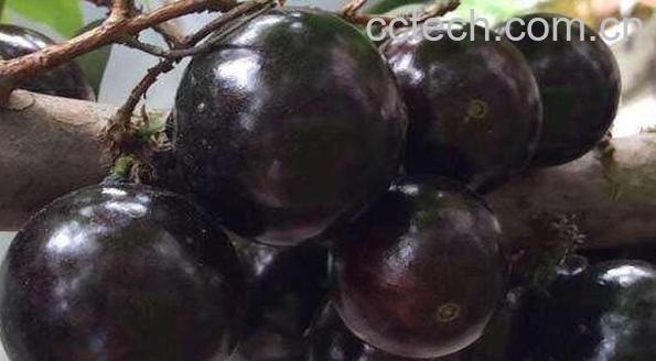 嘉宝果的功效与作用 嘉宝果的禁忌-0