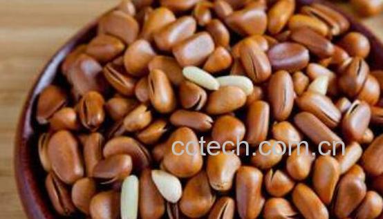 雪松子的功效与作用 雪松子的药用价值-0