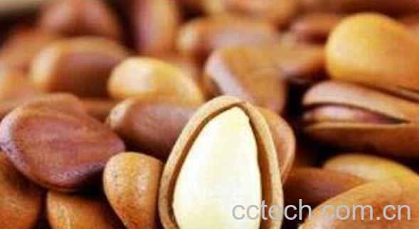 马尾松子和雪松子区别 马尾松子的功效与作用-0