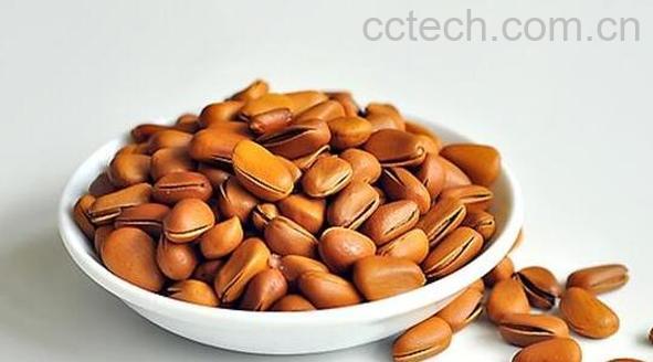 雪松子的功效与作用 雪松子的药用价值-1