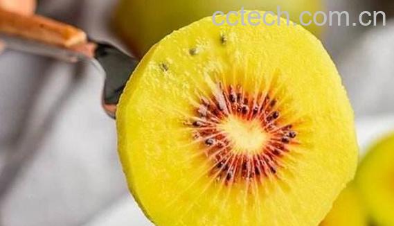 红心果干的功效与作用-1