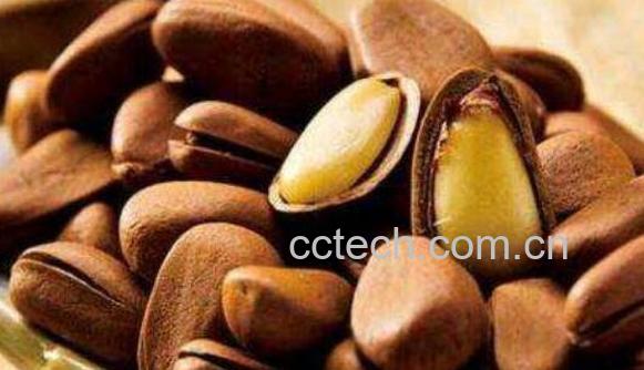 黑松子的功效与作用 吃黑松子的好处-0