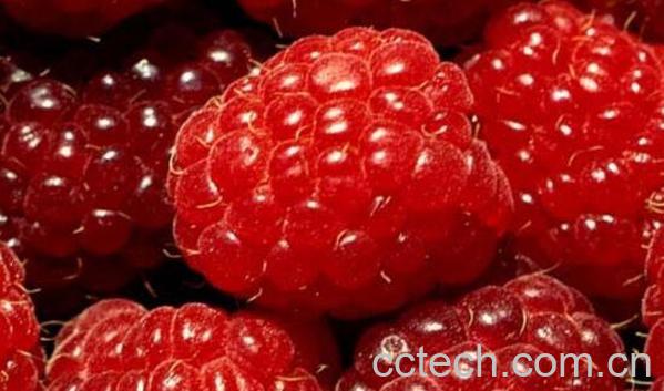 三锦莓的功效与作用-0