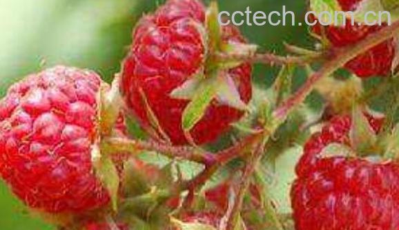 三锦莓的功效与作用-1