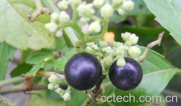 乌蔹莓的功效与作用 乌蔹莓的药用价值-0