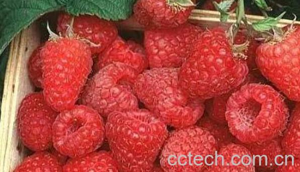 山月莓的功效与作用-1