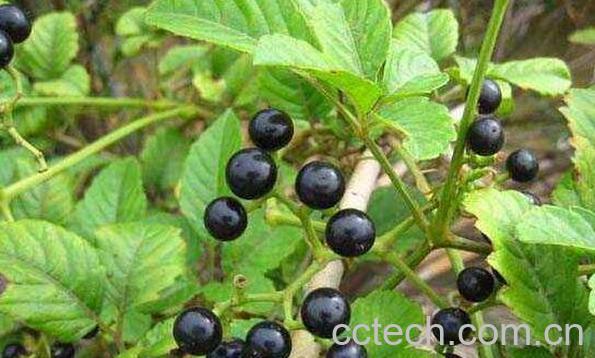 乌蔹莓的功效与作用 乌蔹莓的药用价值-1