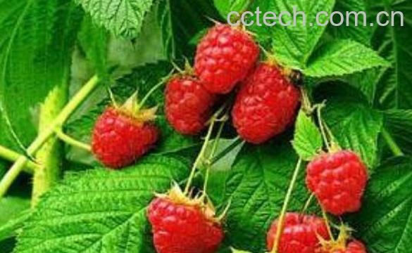 红秋莓的功效与禁忌-0