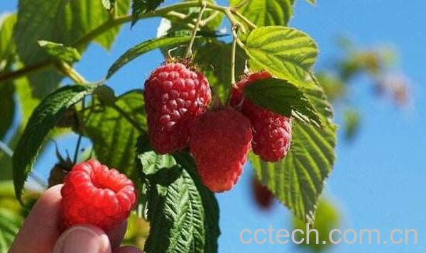 红秋莓的功效与禁忌-1