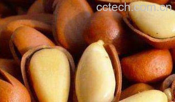 红松子仁和白松子仁的区别 吃松子仁的好处-0