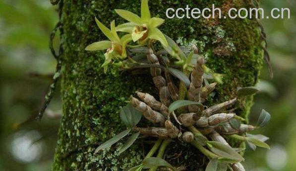 川石斛的功效与作用 川石斛的禁忌-1