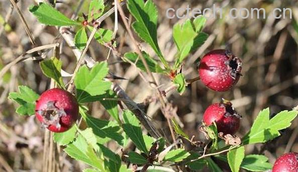 山枝果的功效和作用-0