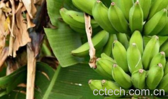 香蕉树芯怎么吃 香蕉树芯的作用-0