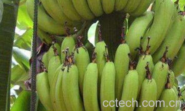 香蕉树芯怎么吃 香蕉树芯的作用-1