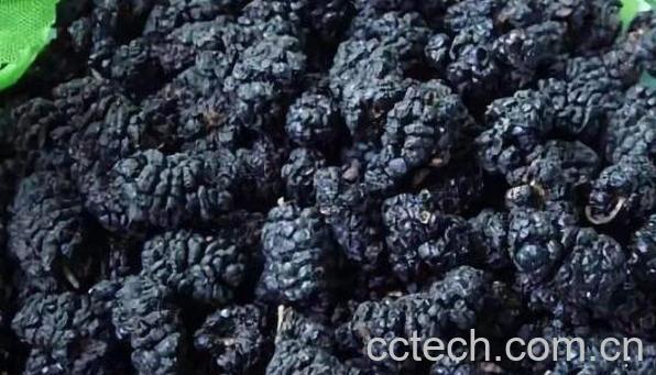 黑桑葚干的功效与作用-1