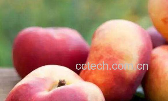 蟠桃的功效与作用 蟠桃的禁忌-0