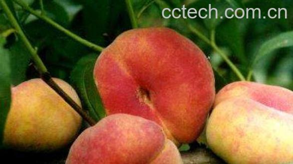 蟠桃和桃子的区别-0