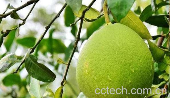 气柑皮的功效与作用-0