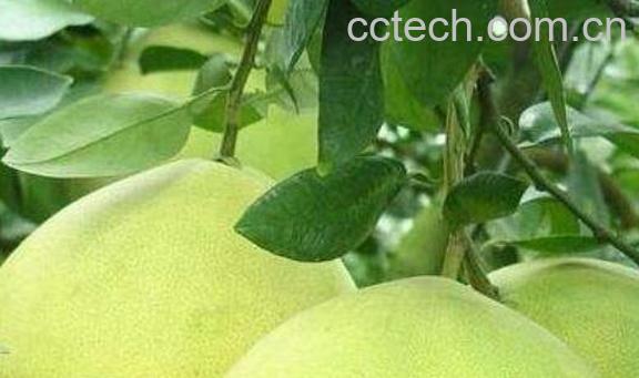 气柑皮的功效与作用-1