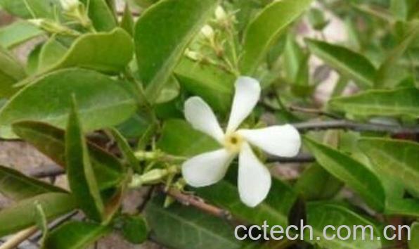 气柑叶的功效与作用-0