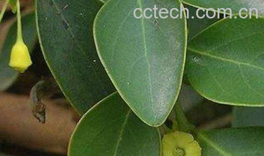 气柑叶的功效与作用-1