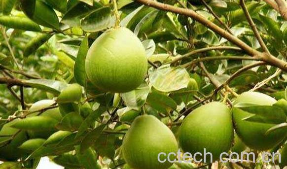 气柑是什么 气柑的功效和危害-0