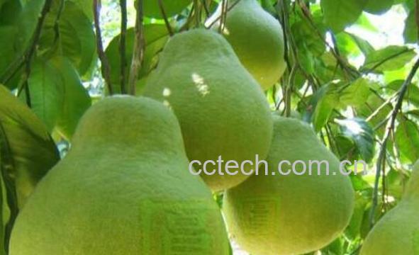 气柑是什么 气柑的功效和危害-1