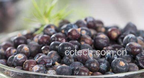 杜松子的功效与作用-1