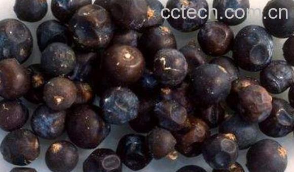 杜松子的功效与作用-0