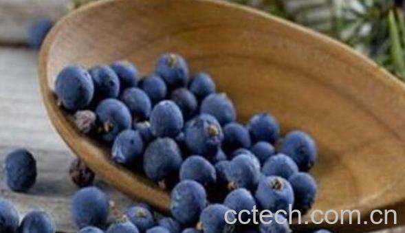 杜松子和杜松浆果的区别 杜松浆果的功效与作用-0