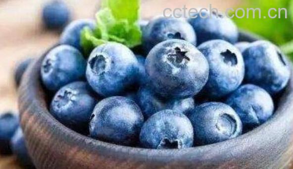 杜松浆果和蓝莓区别 蓝莓的功效与作用-0