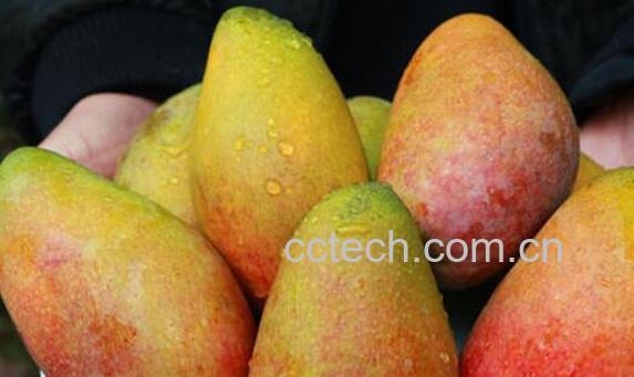 金煌芒和甜心芒哪个好吃 吃芒果的好处-1