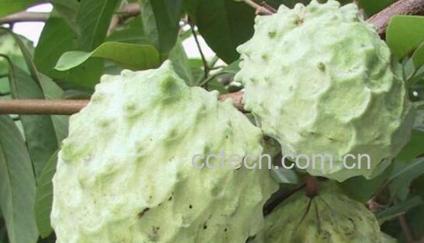 番荔枝的功效与作用 吃番荔枝的好处-0