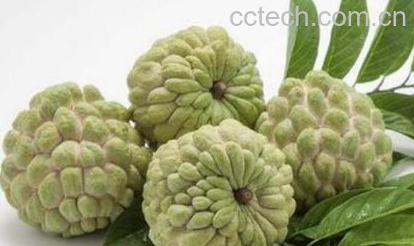 番荔枝的功效与作用 吃番荔枝的好处-1