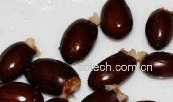 荔枝核泡水喝的功效与作用-1