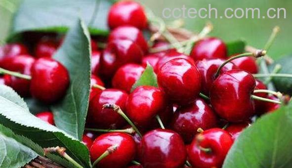 川西樱桃的功效与作用 吃川西樱桃的好处-1