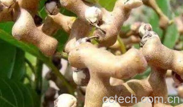 万寿果泡酒的功效与作用-1