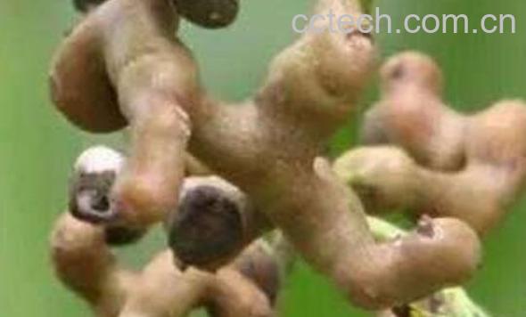 万寿果泡酒的功效与作用-0