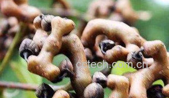 万寿果煲汤的功效与作用-1