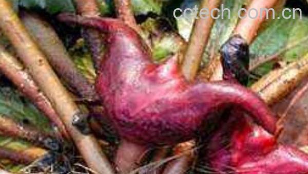 菱角根茎的功效与作用-0