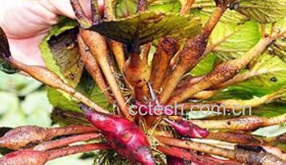 菱角根茎的功效与作用-1