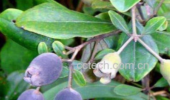 桃金娘的功效与作用 桃金娘的禁忌-0