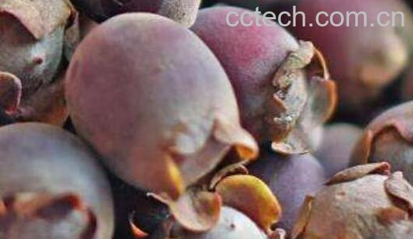 桃金娘的功效与作用 桃金娘的禁忌-1