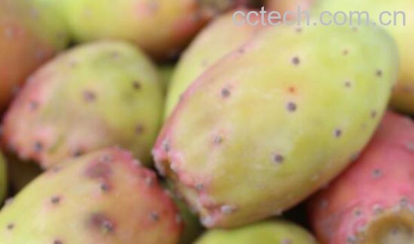 仙人果的功效与作用及禁忌-0