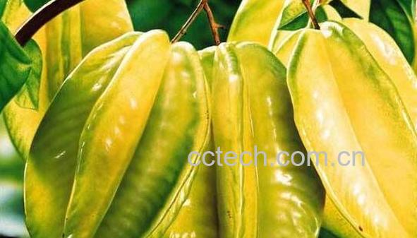 甜杨桃和酸杨桃的区别 吃杨桃的好处-0