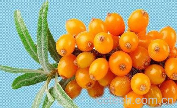 野生酸胖的功效和作用-1