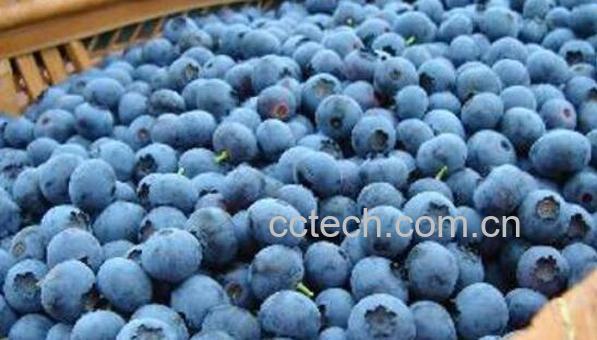 蓝莓怎么洗才能洗干净 蓝莓的清洗方法-0