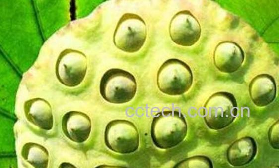 莲藕籽的功效与作用-1